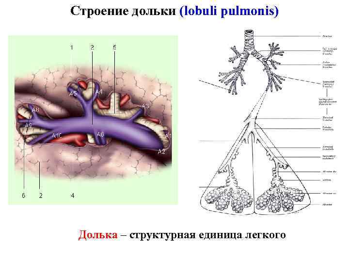 Строение дольки (lobuli pulmonis) Долька – структурная единица легкого Строение дольки (lobuli pulmonis) Долька – структурная единица легкого