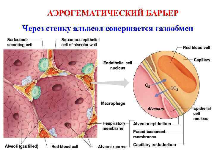 АЭРОГЕМАТИЧЕСКИЙ БАРЬЕР Через стенку альвеол совершается газообмен АЭРОГЕМАТИЧЕСКИЙ БАРЬЕР Через стенку альвеол совершается газообмен
