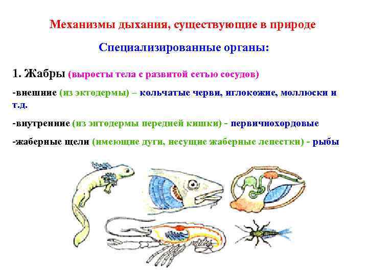 Механизмы дыхания, существующие в природе Специализированные органы: 1. Жабры Механизмы дыхания, существующие в природе Специализированные органы: 1. Жабры