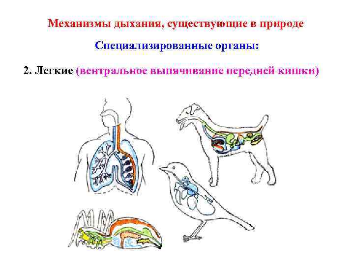 Тест органы дыхания. Какие механизмы дыхания существуют. Развитие органов дыхания из передней кишки. Передняя кишка дых система. Какие бывают органы дыхания примерами.