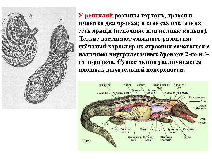 Легкие пресмыкающихся рисунок