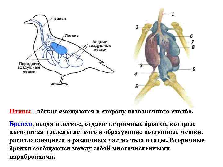 Схема опорно двигательной системы птиц