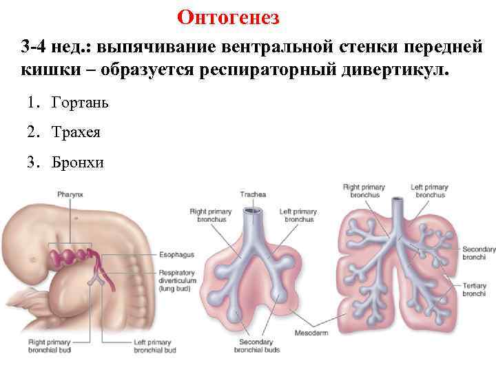 Онтогенез 3 -4 нед. : выпячивание вентральной стенки передней кишки Онтогенез 3 -4 нед. : выпячивание вентральной стенки передней кишки