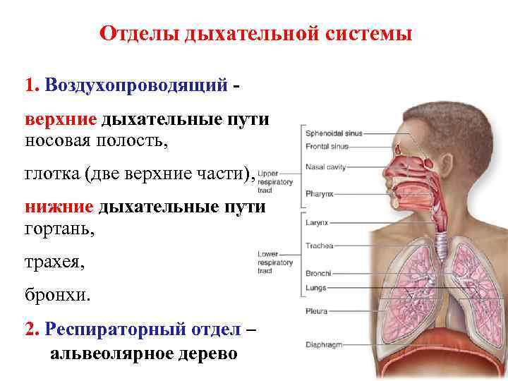 Органы верхних дыхательных путей человека фото