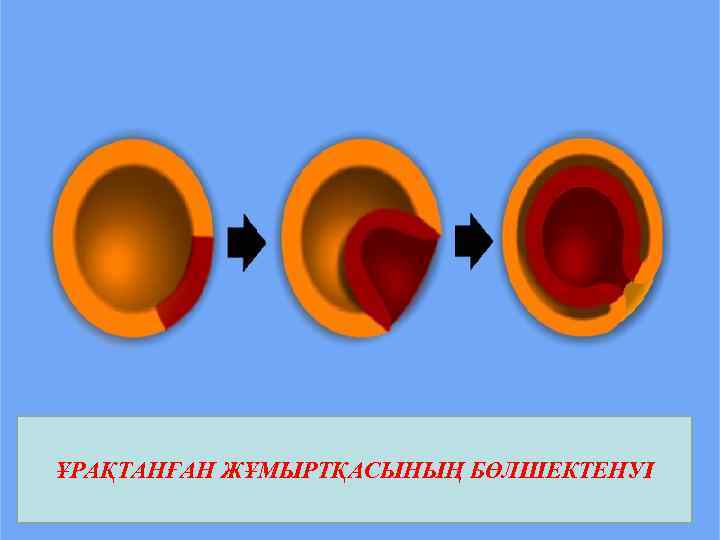 ҰРАҚТАНҒАН ЖҰМЫРТҚАСЫНЫҢ БӨЛШЕКТЕНУІ 