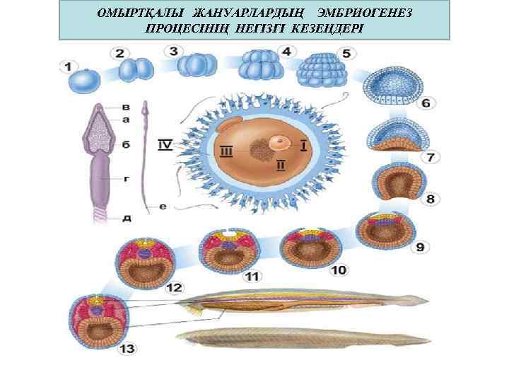ОМЫРТҚАЛЫ ЖАНУАРЛАРДЫҢ ЭМБРИОГЕНЕЗ ПРОЦЕСІНІҢ НЕГІЗГІ КЕЗЕҢДЕРІ 