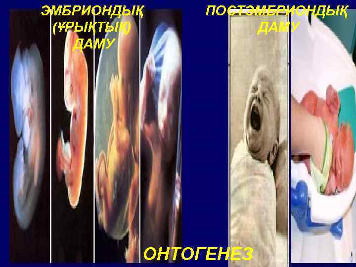ЭМБРИОНДЫҚ  ПОСТЭМБРИОНДЫҚ (ҰРЫҚТЫҚ)   ДАМУ   ОНТОГЕНЕЗ 