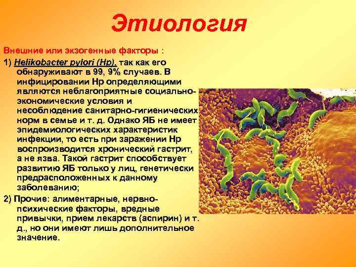      Этиология Внешние или экзогенные факторы :  1) Helikobacter