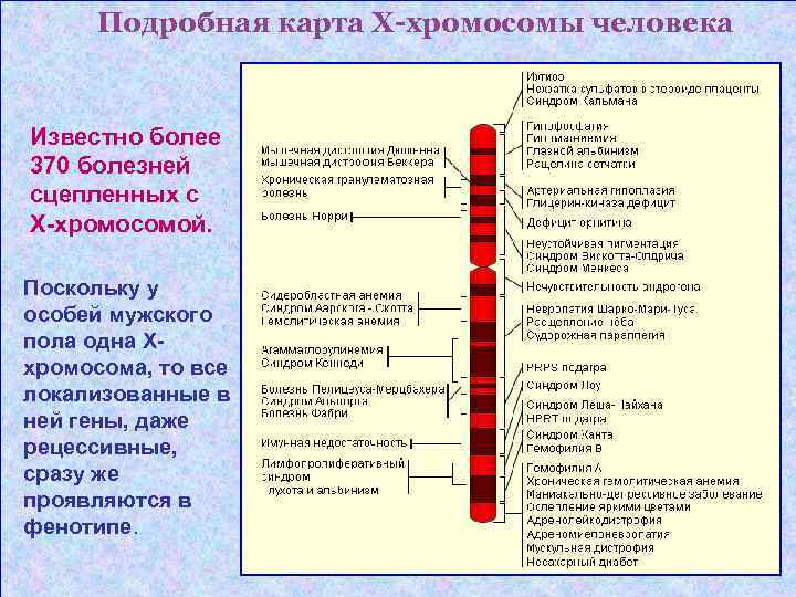 Подробная карта Х-хромосомы человека Известно более 370 болезней сцепленных с Х-хромосомой. Подробная карта Х-хромосомы человека Известно более 370 болезней сцепленных с Х-хромосомой.