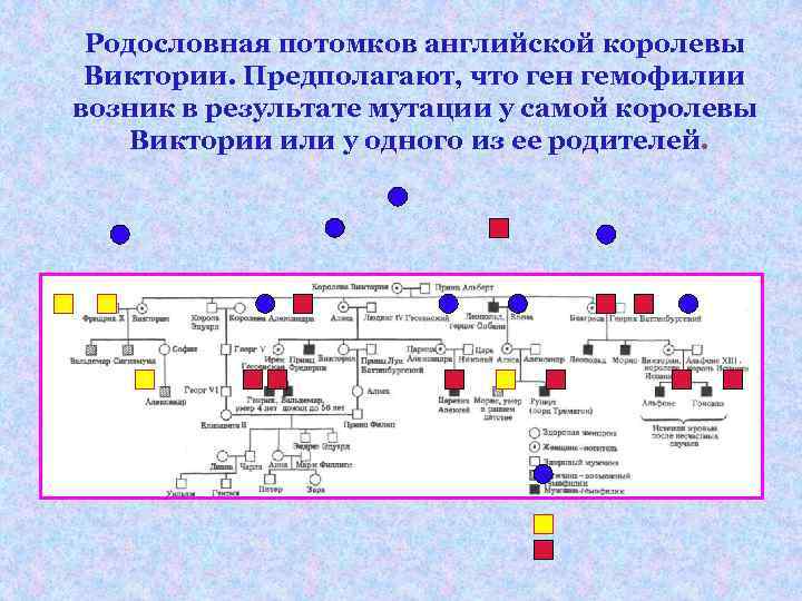 Родословная потомков английской королевы Виктории. Предполагают, что ген гемофилии возник в результате Родословная потомков английской королевы Виктории. Предполагают, что ген гемофилии возник в результате