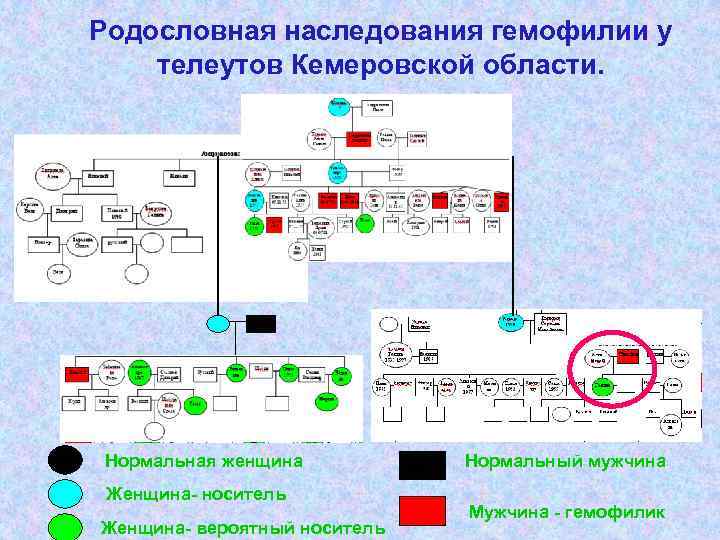 Родословная наследования гемофилии у телеутов Кемеровской области. Нормальная женщина Нормальный мужчина Женщина- Родословная наследования гемофилии у телеутов Кемеровской области. Нормальная женщина Нормальный мужчина Женщина-