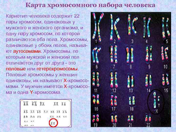 Карта хромосомного набора человека Кариотип человека содержит 22 пары хромосом, одинаковых у Карта хромосомного набора человека Кариотип человека содержит 22 пары хромосом, одинаковых у