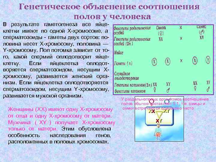 Генетическое объяснение соотношения полов у человека В результате гаметогенеза все яйце- Генетическое объяснение соотношения полов у человека В результате гаметогенеза все яйце-
