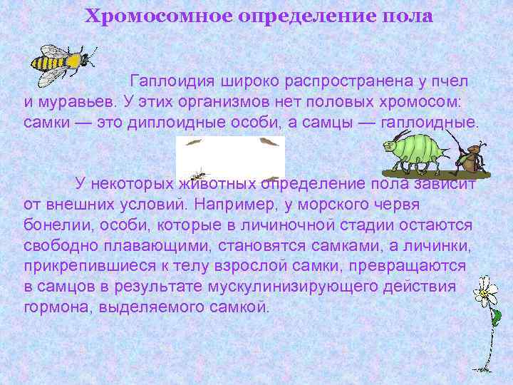 Хромосомное определение пола Гаплоидия широко распространена у пчел и Хромосомное определение пола Гаплоидия широко распространена у пчел и