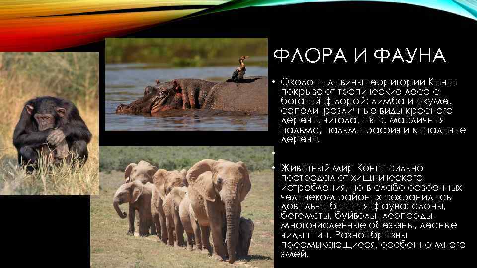 Животные африки 2 класс