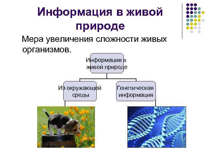 Информационные процессы в живой природе