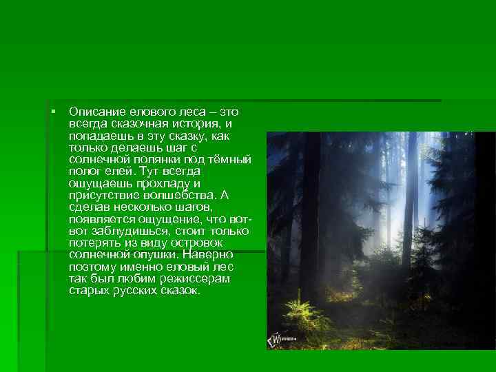 Описание еловых лесов. Описание елового леса. Полог леса. Текст описание ельника. И только по выходе из ельника.