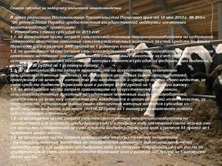 Ставки субсидий на поддержку племенного животноводства В целях реализации Постановления Правительства Пермского края от