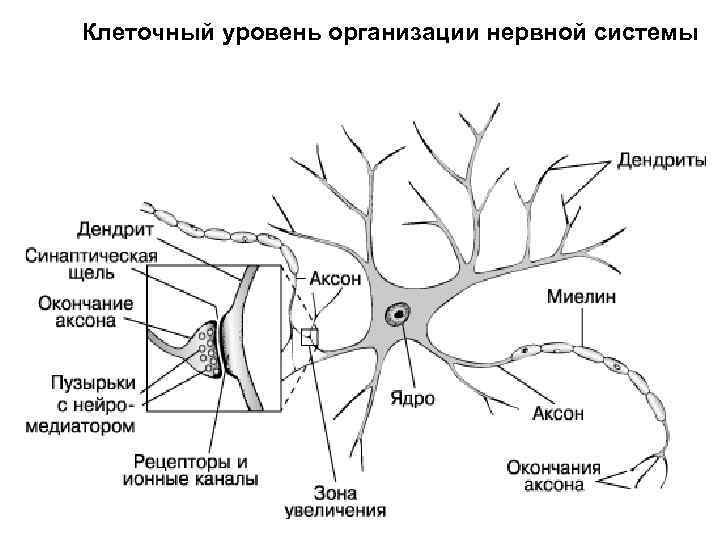 Клеточный уровень организации нервной системы 