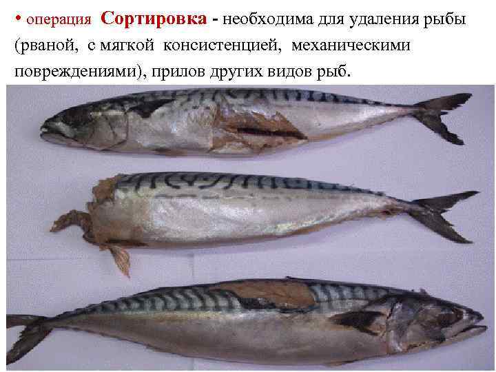  • операция Сортировка - необходима для удаления рыбы  (рваной,  с мягкой