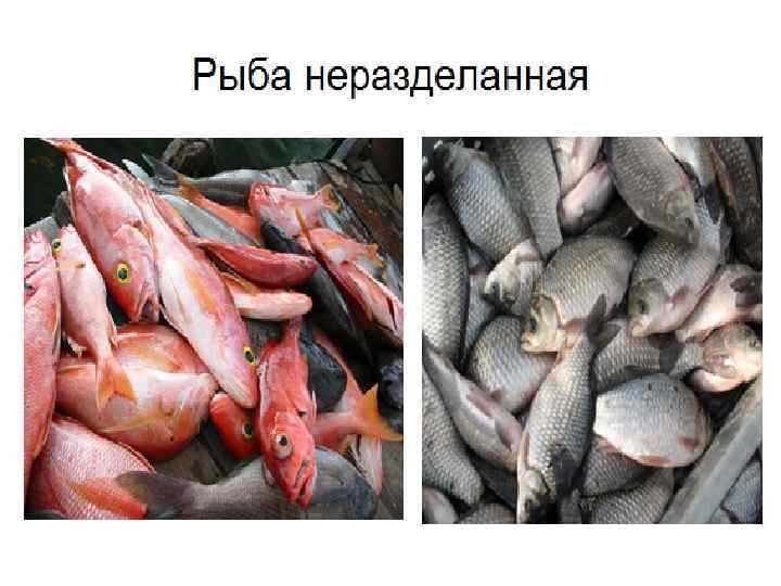 Рыба неразделанная 