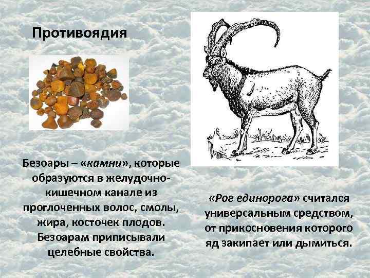 Противоядия Безоары – «камни» , которые образуются в желудочно- кишечном канале из Противоядия Безоары – «камни» , которые образуются в желудочно- кишечном канале из