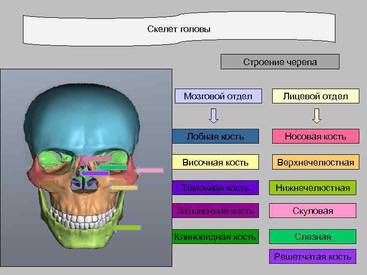 Скелет головы     Строение черепа   Мозговой отдел Лицевой отдел