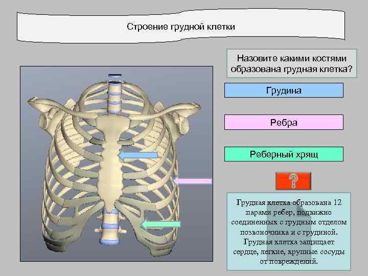 Строение грудной клетки     Назовите какими костями    образована