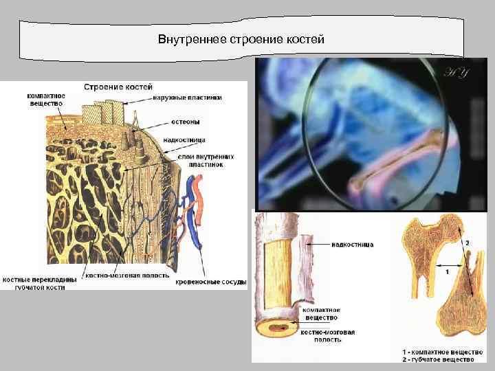 Внутреннее строение костей 