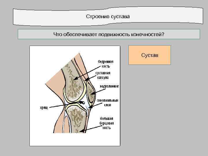   Строение сустава  Что обеспечивает подвижность конечностей?     