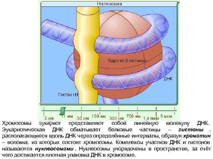 Хромосомы эукариот представляют собой линейную молекулу ДНК.  Эукариотическая ДНК обматывает белковые частицы –
