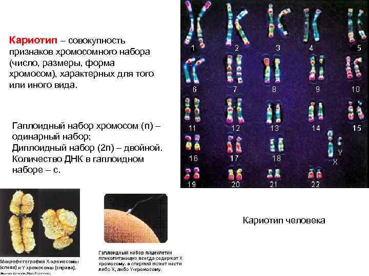 Совокупность хромосом называется. Кариотип человека диплоидный набор хромосом. Диплоидный набор хромосом кариотип. Гаплоидный набор хромосом это кариотип. Кариотип это диплоидный набор.
