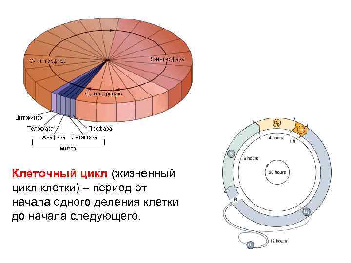 Процесс жизненного цикла клетки. Клеточный цикл диаграмма. Часть жизненного цикла клетки между делениями. Жизненный цикл клетки r1 r2. Жизненный цикл клетки диаграмма.