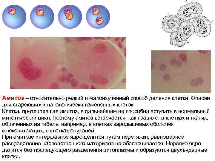 Амитозом делятся клетки