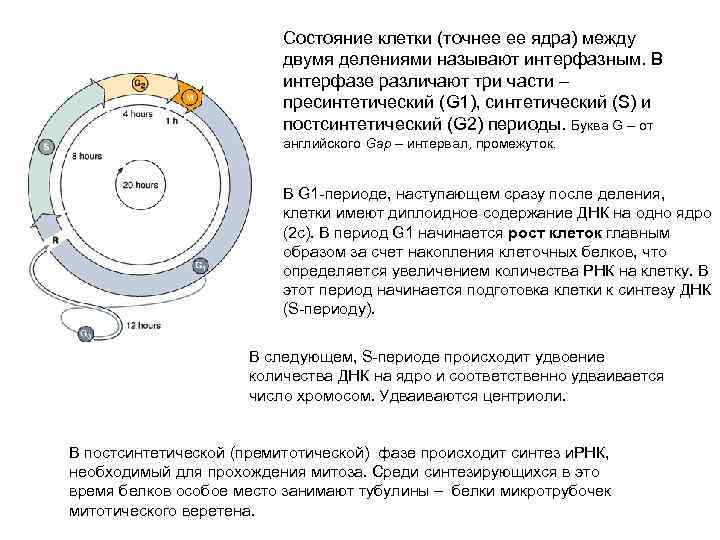      Состояние клетки (точнее ее ядра) между   