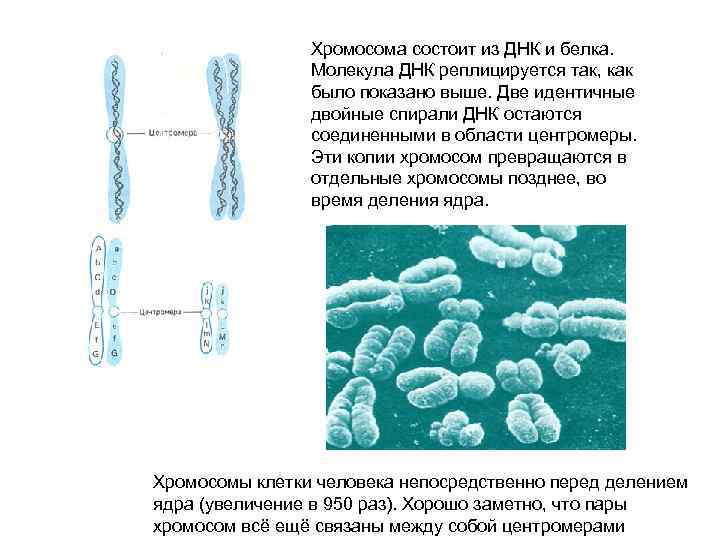     Хромосома состоит из ДНК и белка.    Молекула