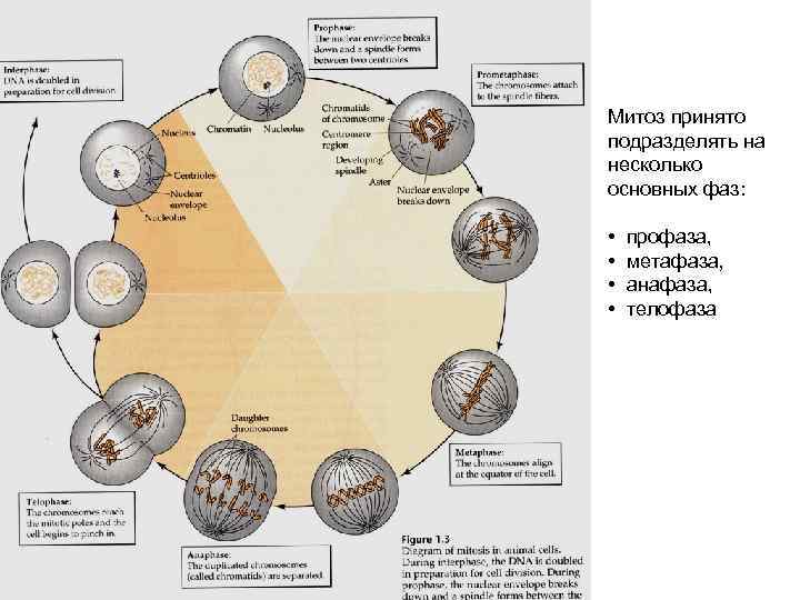 Митоз принято подразделять на несколько основных фаз: • профаза,  •  метафаза, 