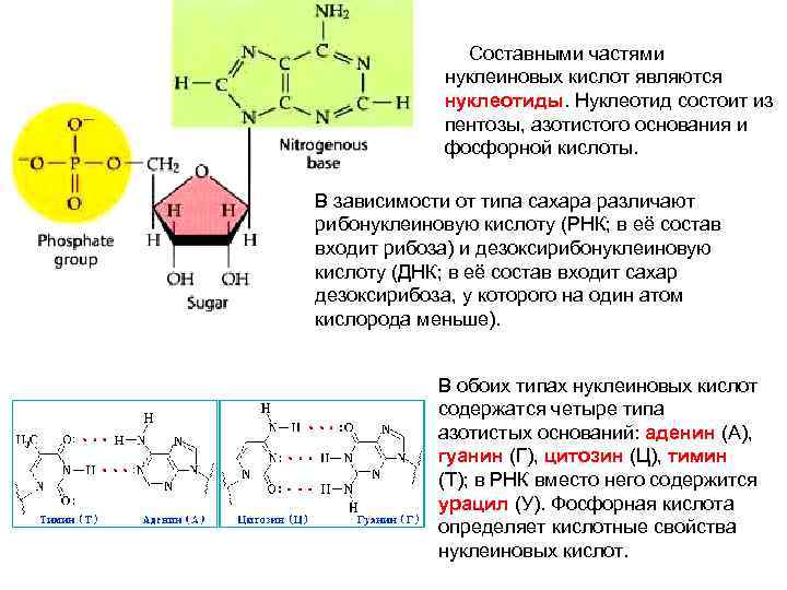    Составными частями    нуклеиновых кислот являются   