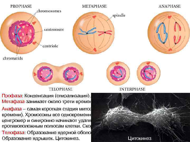 Спирализация хромосом исчезновение ядерной оболочки