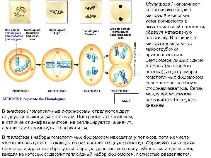 В метафазе митоза происходит