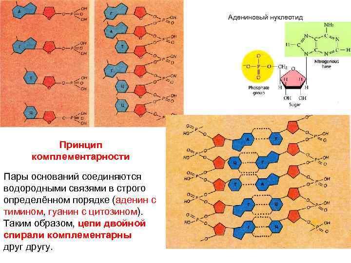 Достраивание нуклеотидов по принципу комплементарности. Адениновый нуклеотид. Соединяются нуклеотиды друг с другом. Адениновый нуклеотид части. Комплементарность нуклеотидов.