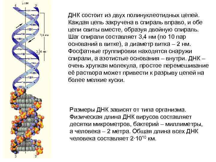 Две цепи днк