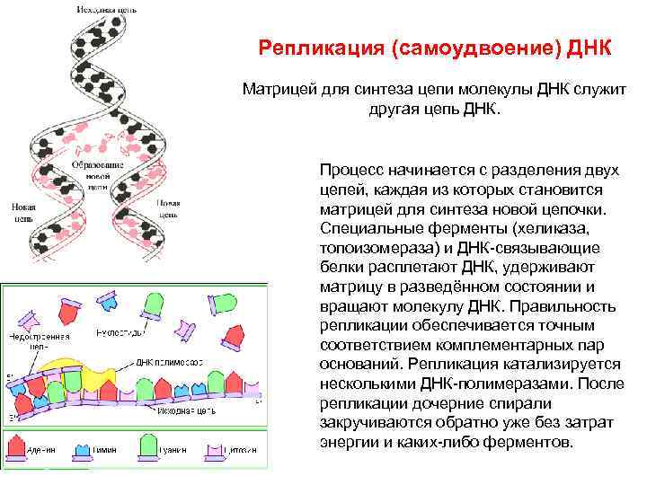 Служит матрицей для синтеза