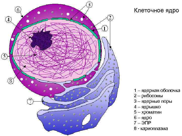 Клеточное ядро 1 – ядерная оболочка 2 – рибосомы 3 – ядерные поры 4