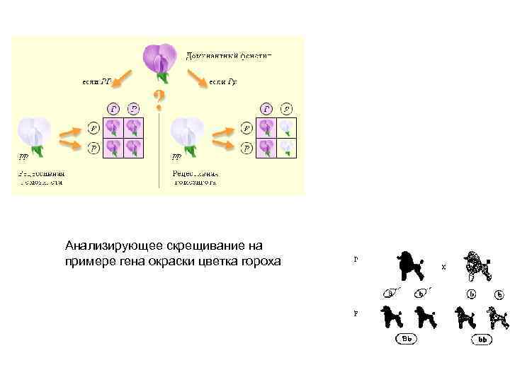 Анализирующее скрещивание на примере гена окраски цветка гороха 