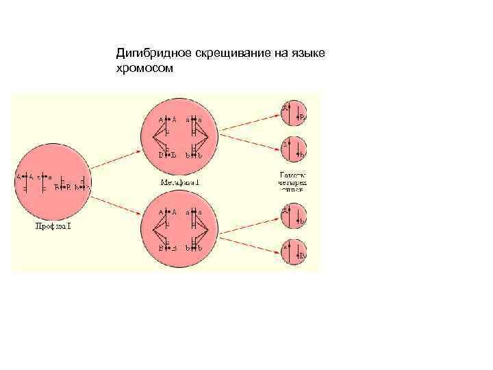 Дигибридное скрещивание на языке хромосом. Схемы скрещивания с хромосомами.