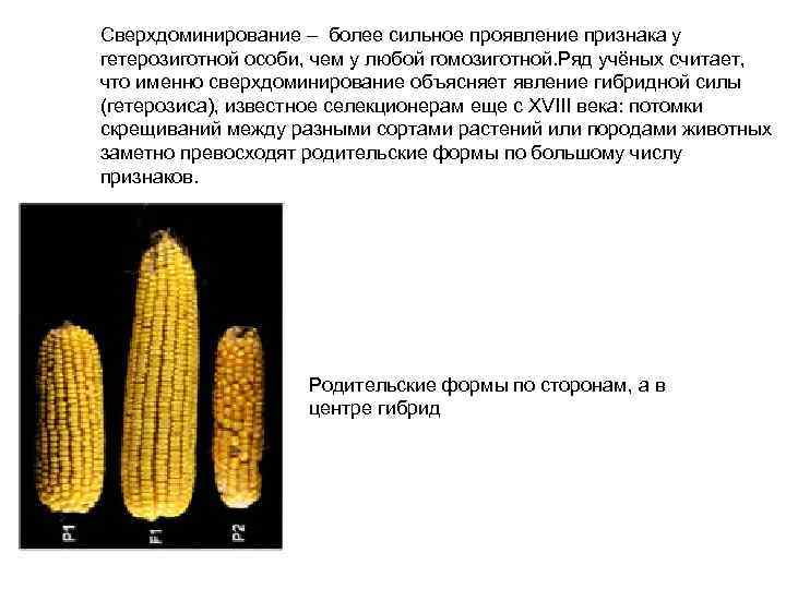 Сверхдоминирование – более сильное проявление признака у гетерозиготной особи, чем у любой гомозиготной. Ряд