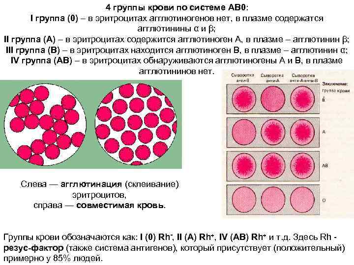 Белки определяющие группу крови. Система ab0 группы крови. Группы крови по системе ab0. Для II группы крови по системе ав0 характерно. Система крови ab0.