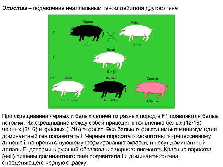 Эпистаз – подавление неаллельным геном действия другого гена При скрещивании черных и белых свиней