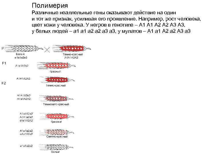 Полимерия Различные неаллельные гены оказывают действие на один и тот же признак, усиливая его